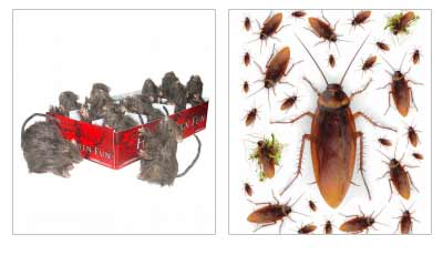 Halloween Bugs & Rodents Decor