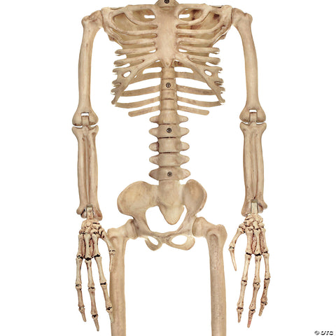 ALIEN SKELETON BONE COLOR 37IN | Horror-Shop.com