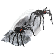 jumping-spider-black