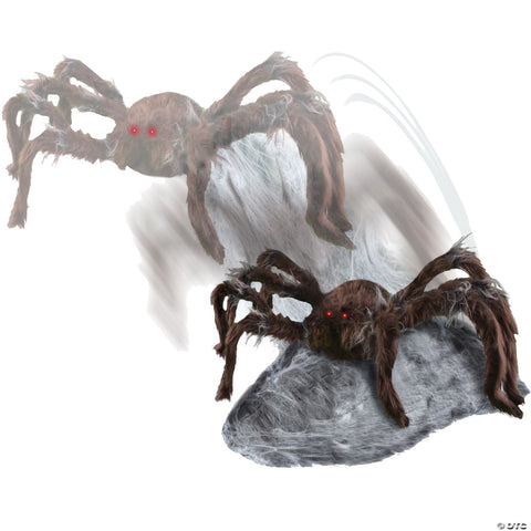 Jumping Spider Brown