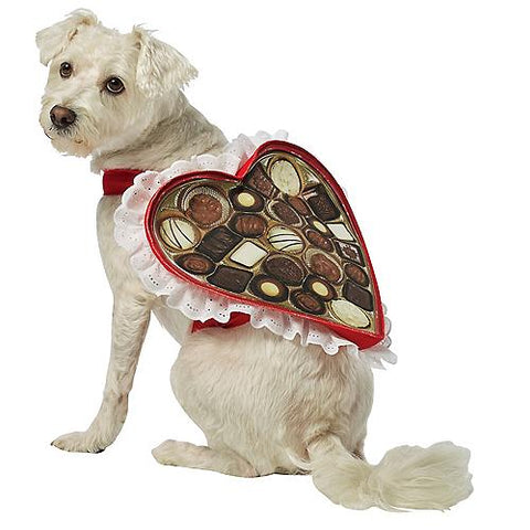 Chocolate Box Dog Costume