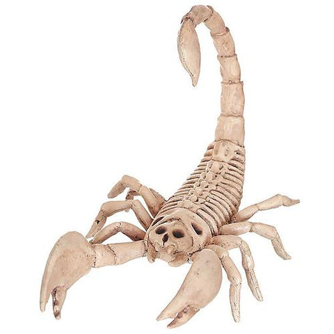 Scorpion Skeleton