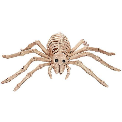 Spider Skeleton