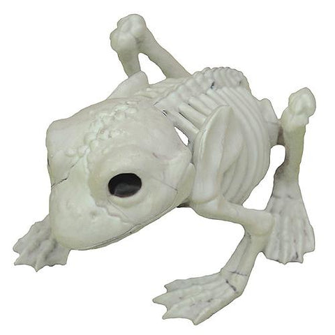 Frog Skeleton